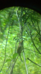 Campylorhynchus gularis