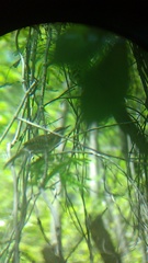 Campylorhynchus gularis