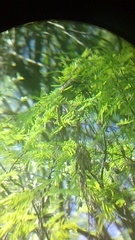 Campylorhynchus gularis