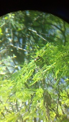 Campylorhynchus gularis