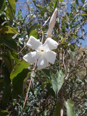 Mandevilla laxa