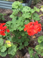 Pelargonium × hybridum