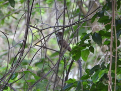 Myiarchus tuberculifer