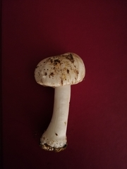 Agaricineae