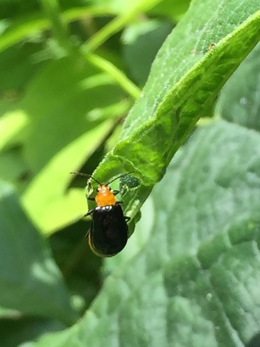 Subspecies Aulacophora nigripennis nigripennis · iNaturalist