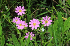 Sabatia dodecandra