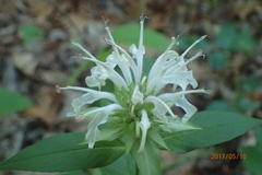 Monarda clinopodia
