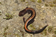 Plethodon shenandoah