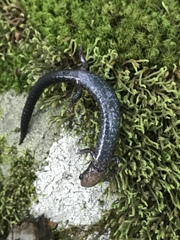 Plethodon shenandoah