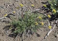 Cymopterus terebinthinus californicus