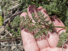 Cymopterus terebinthinus californicus