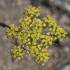 Cymopterus terebinthinus californicus