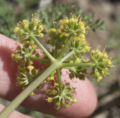 Cymopterus terebinthinus californicus