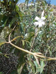 Mandevilla laxa
