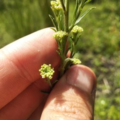 Lepidium schaffneri