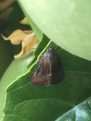 Lepidoptera