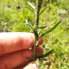 Lepidium schaffneri