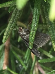 Lepidoptera
