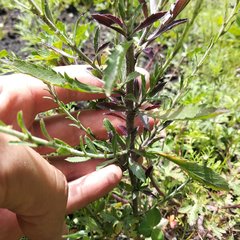 Lepidium schaffneri