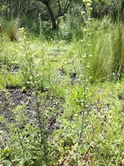 Lepidium schaffneri