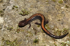 Plethodon shenandoah