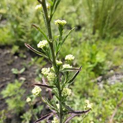 Lepidium schaffneri