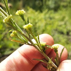 Lepidium schaffneri