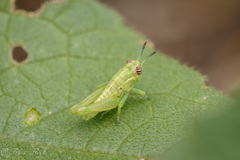 Acrididae