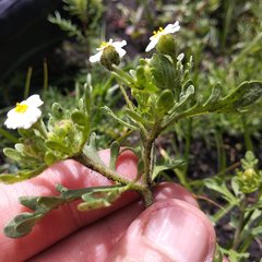 Villanova achillaeoides