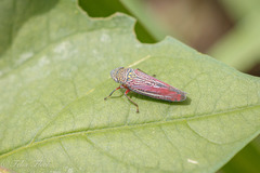 Graphocephala punctulata
