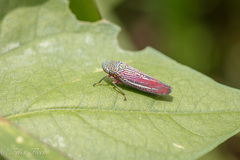 Graphocephala punctulata