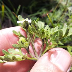 Villanova achillaeoides