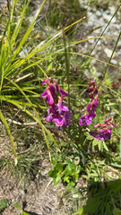 Hedysarum occidentale