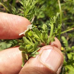 Villanova achillaeoides