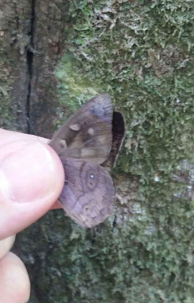 Pusilla Purplewing