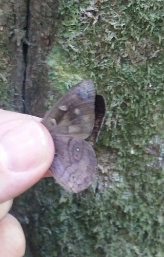 Pusilla Purplewing