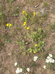 Potentilla pensylvanica