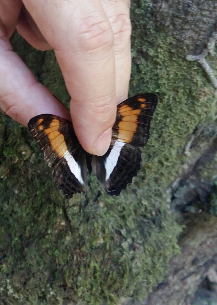 Adelpha pollina