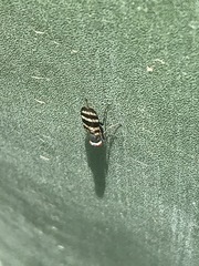Chaetopsis fulvifrons