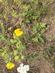 Potentilla pensylvanica