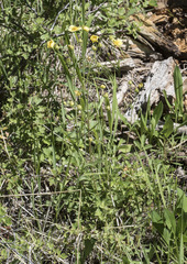 Drymocallis lactea austiniae