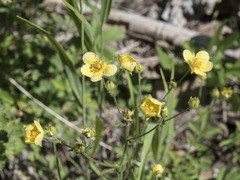 Drymocallis lactea austiniae
