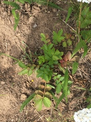 Drymocallis convallaria