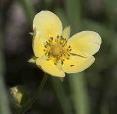 Drymocallis lactea austiniae