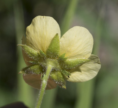 Drymocallis lactea austiniae