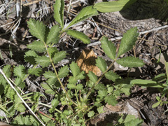 Drymocallis lactea austiniae