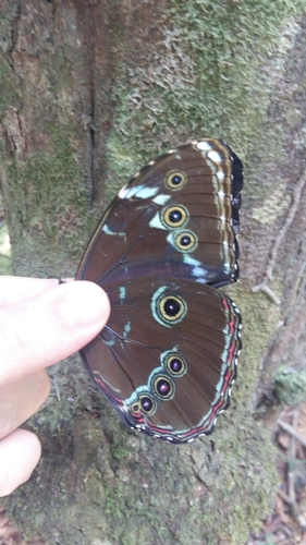 Achilles morpho