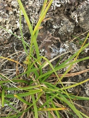Carex rossii