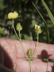 Drymocallis lactea austiniae