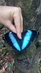 Morpho achilles